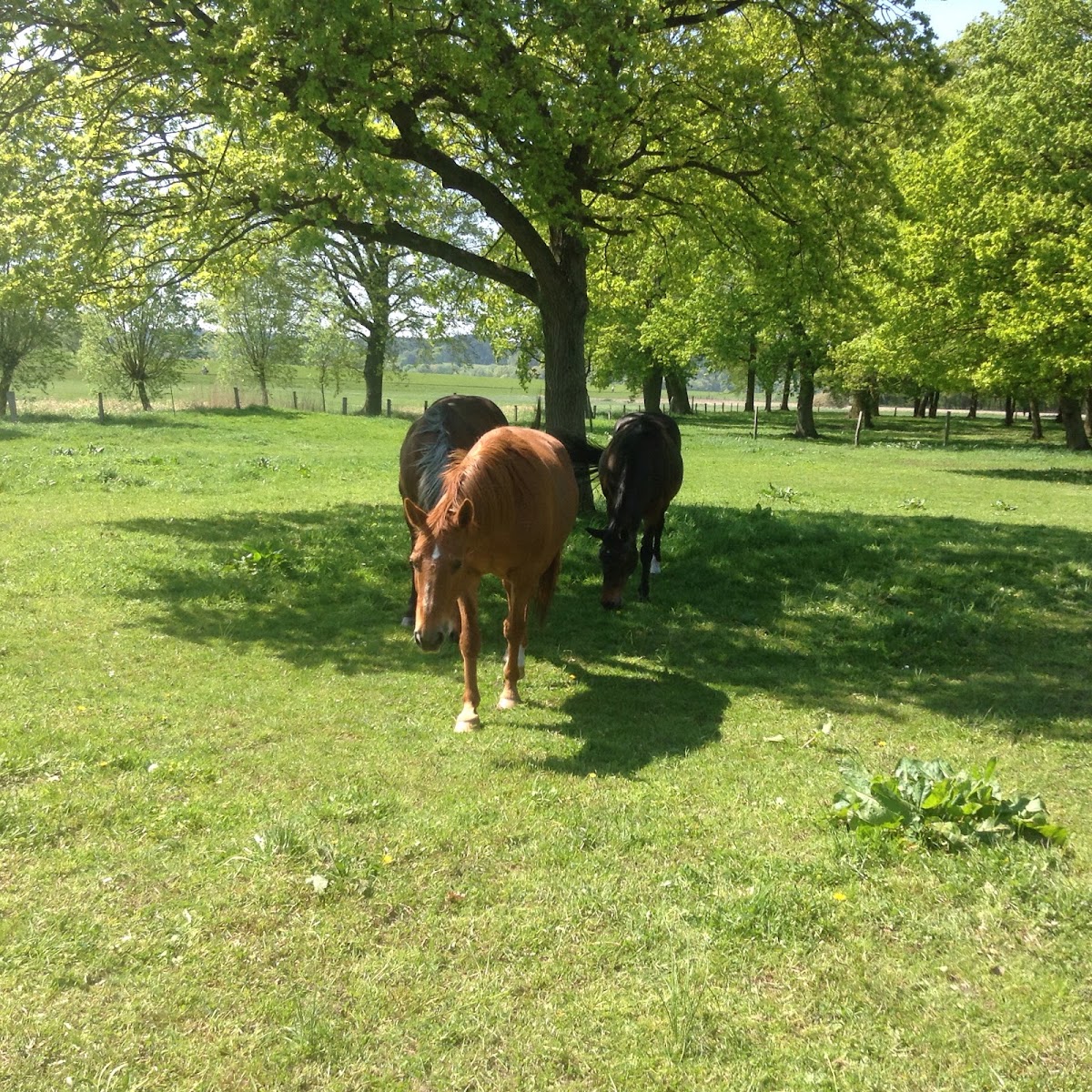 Camping Bankerhof 2